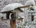 Roger Key: Garden bird feeder 6th January