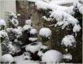 Tom Clarke: snow topiary