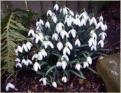 From the garden of Chris and Dawn ... Snowdrops