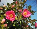 From the garden of Chris and Dawn ... Camellias